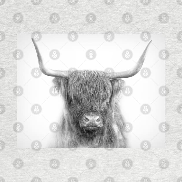 Scottish Highland Cattle by Jim Cumming